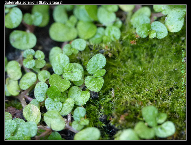 Helxine (Soleirolia soleirolii)