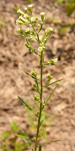 Solidago bicolor (Solidago bicolor)