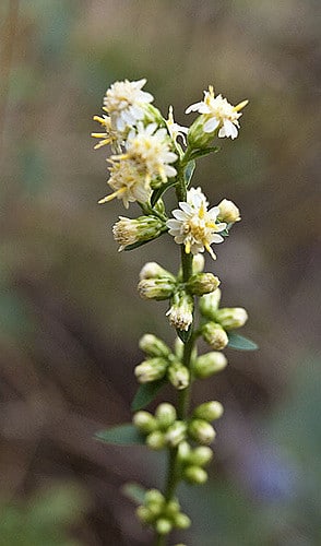 Solidago bicolor