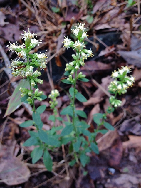 Solidago bicolor