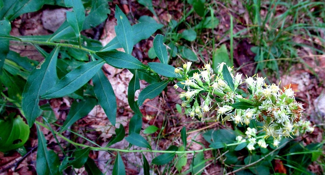 Solidago bicolor