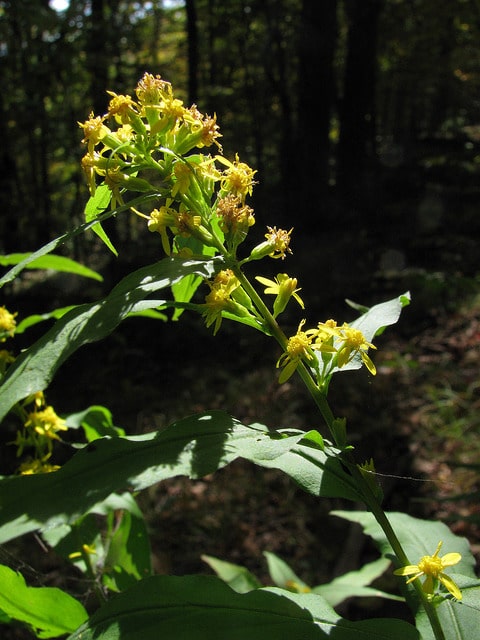 Solidago caesia