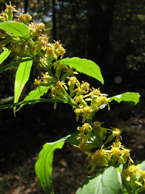Solidago caesia