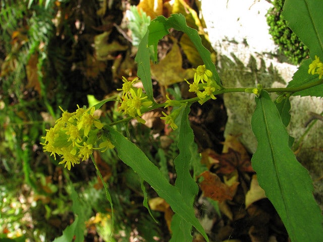 Solidago caesia