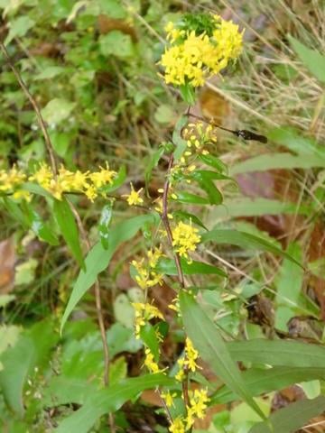 Solidago caesia