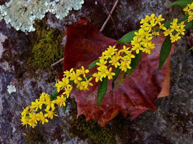 Solidago caesia