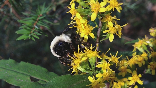 Solidago caesia (Solidago caesia)