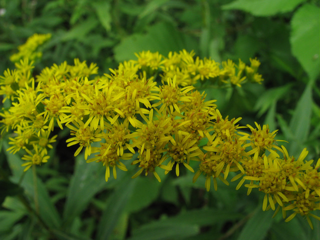 Solidago canadensis