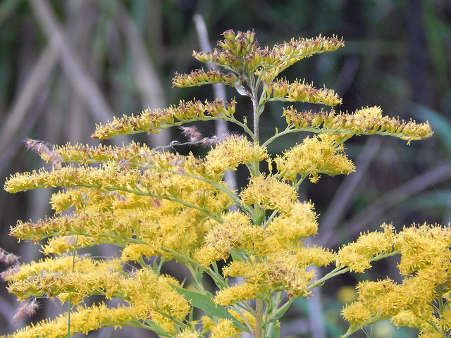 Solidago canadensis
