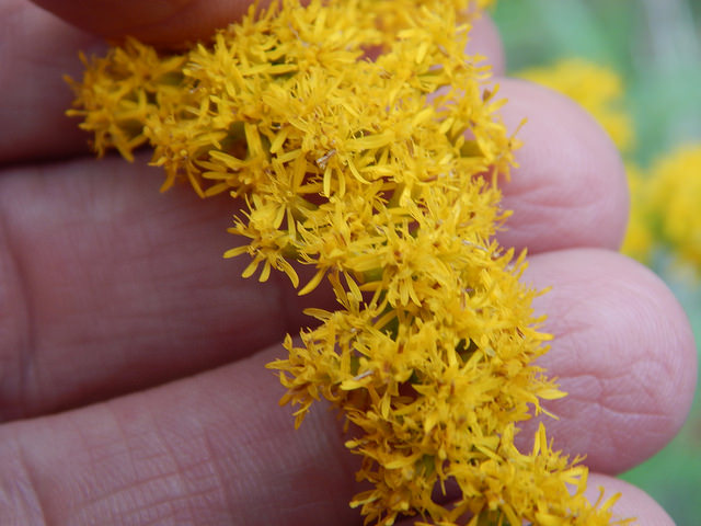 Solidago canadensis