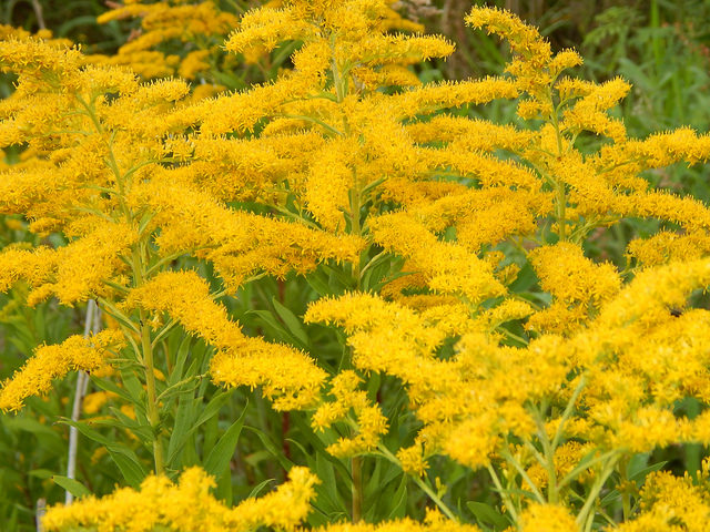 Solidago canadensis
