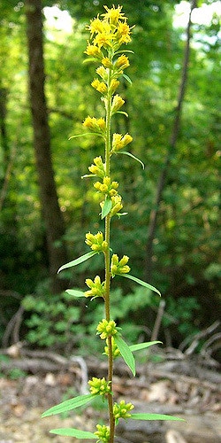 Solidago erecta (Solidago erecta)