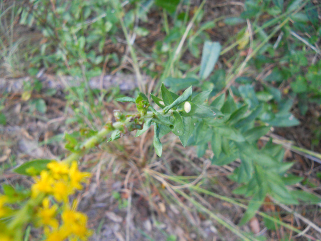 Solidago fistulosa (Solidago fistulosa)