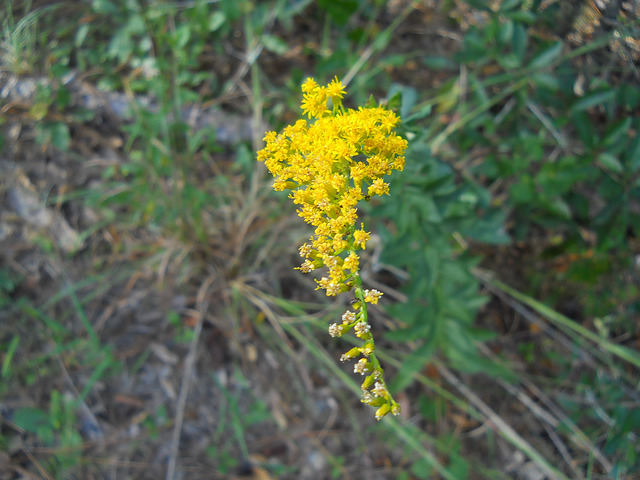 Solidago fistulosa