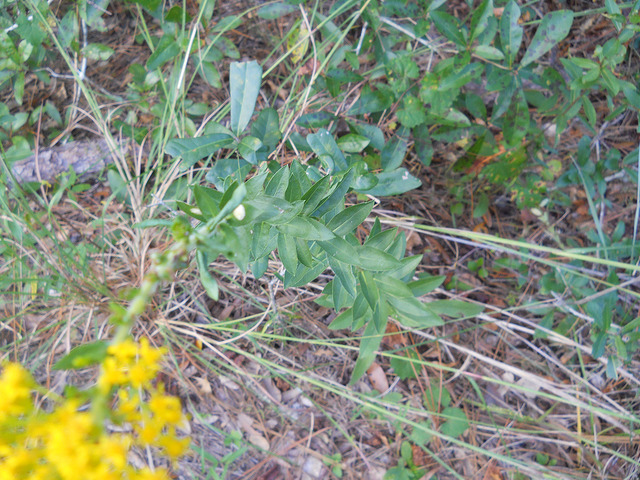 Solidago fistulosa