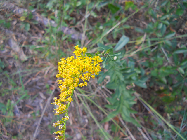 Solidago fistulosa