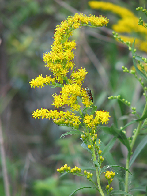 Solidago fistulosa