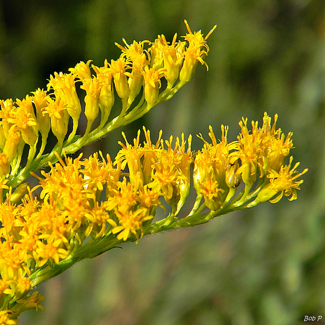 Solidago fistulosa