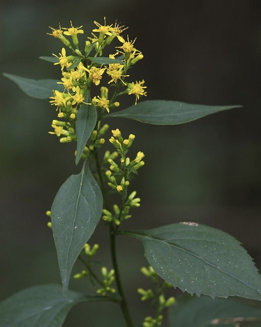 Solidago flexicaulis