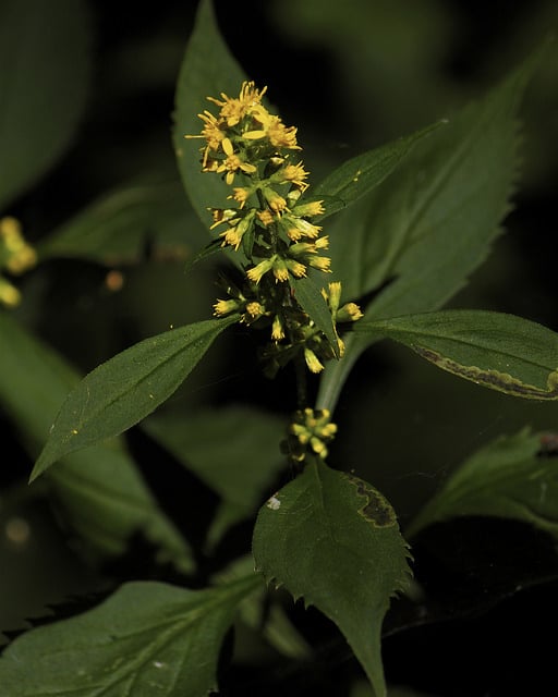 Solidago flexicaulis