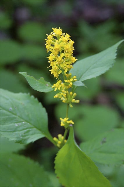 Solidago flexicaulis