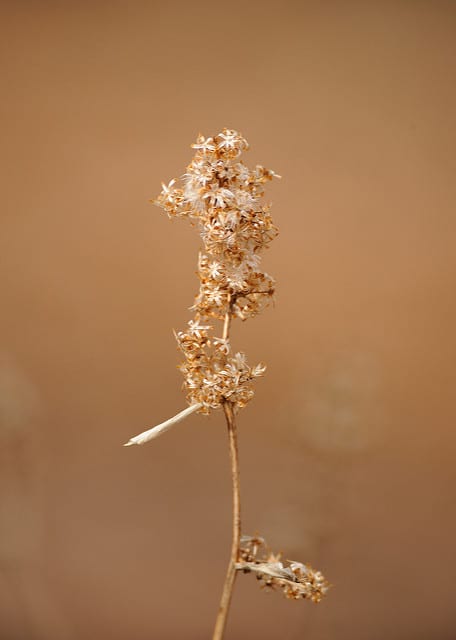 Solidago flexicaulis