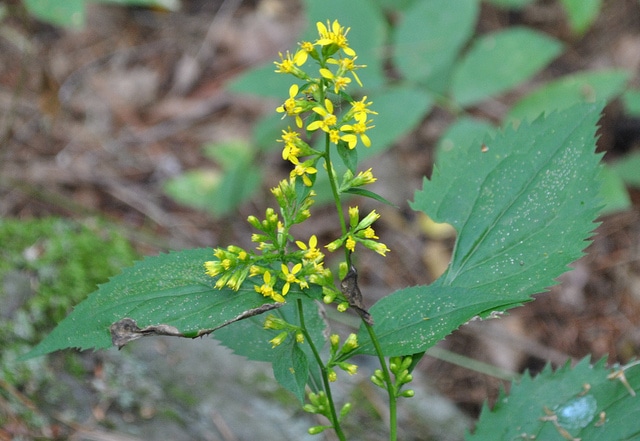 Solidago flexicaulis