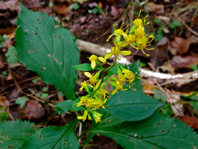 Solidago flexicaulis (Solidago flexicaulis)