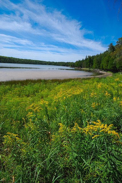 Solidage à feuilles de graminée (Solidago graminifolia)
