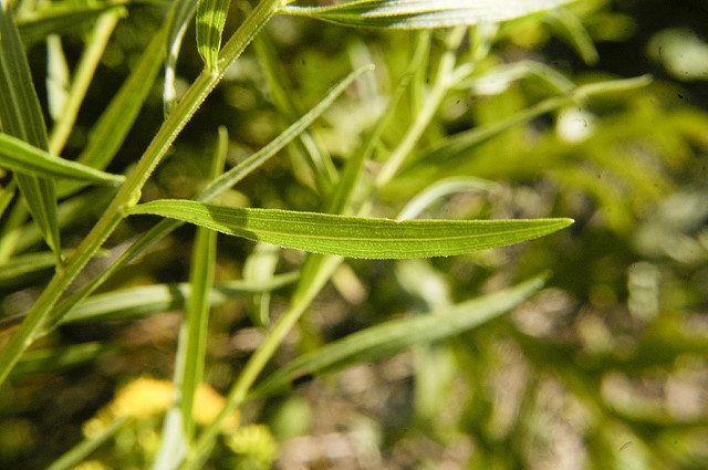 Solidage à feuilles de graminée