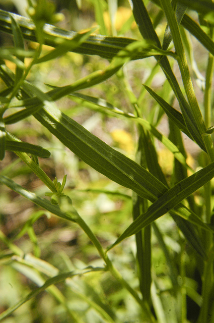 Solidage à feuilles de graminée