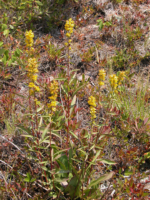 Solidago hispida
