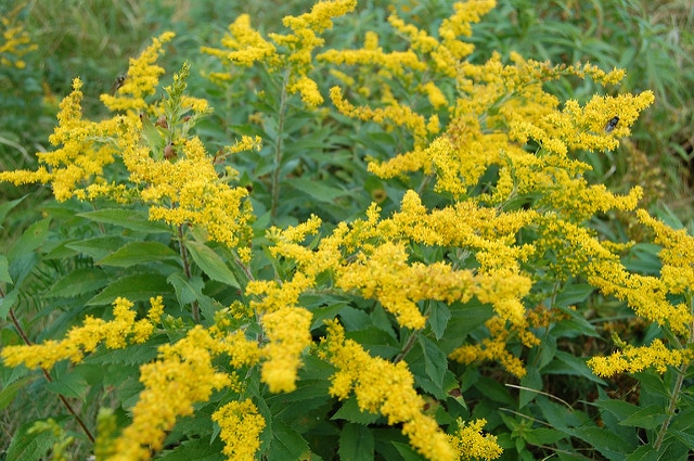 Solidago hispida (Solidago hispida)