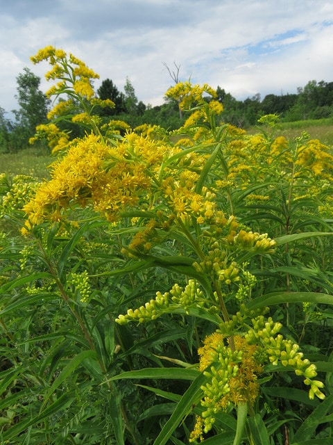Solidago juncea