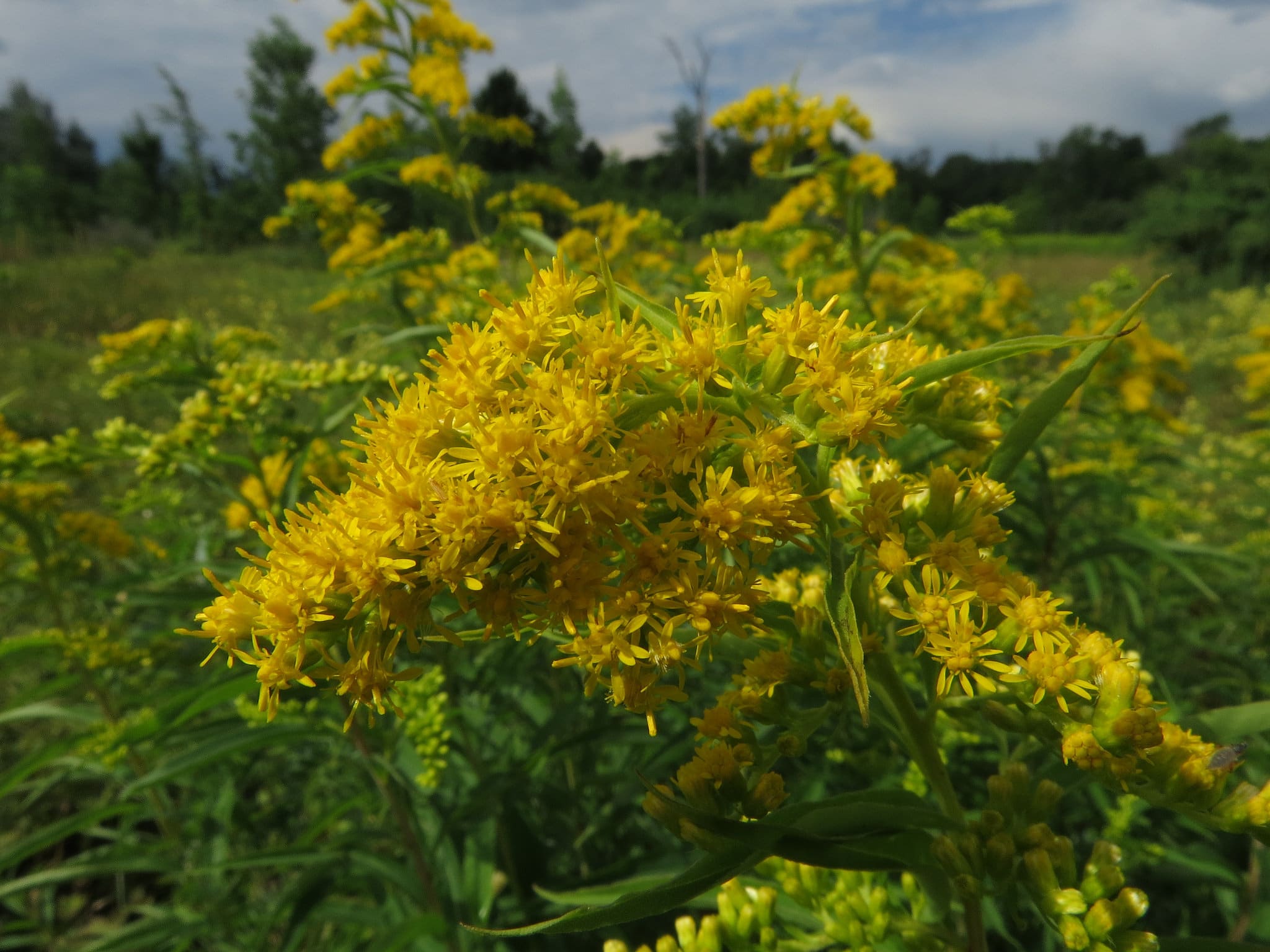 Solidago juncea