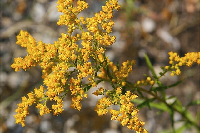 Solidago juncea
