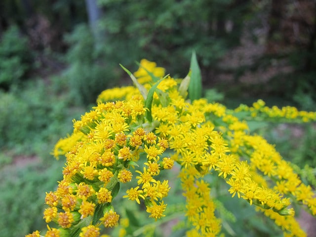 Solidago juncea (Solidago juncea)
