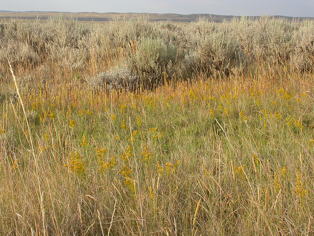 Solidago missouriensis