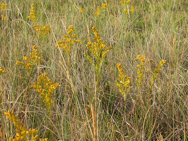 Solidago missouriensis