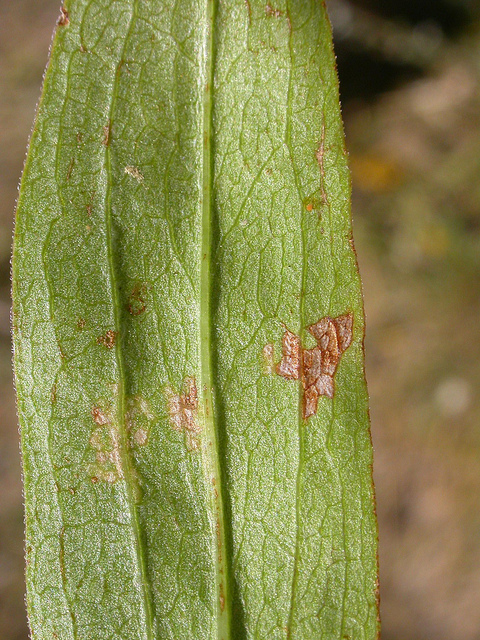 Solidago missouriensis