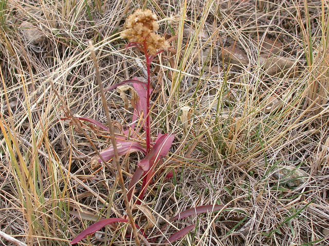Solidago missouriensis