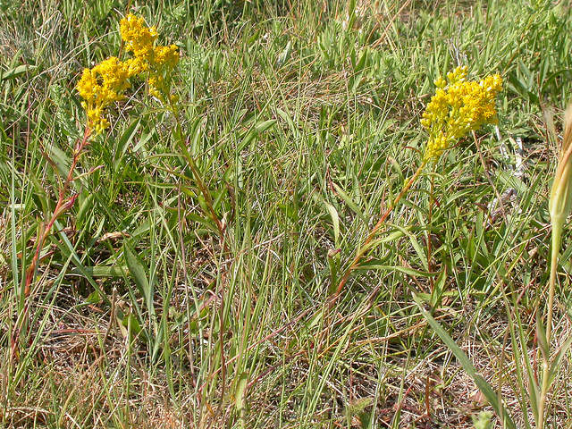 Solidago missouriensis
