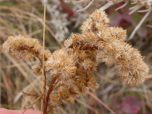 Solidago missouriensis (Solidago missouriensis)