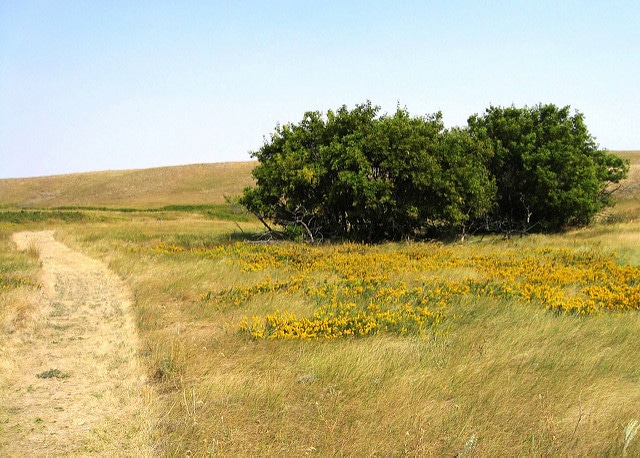 Solidago mollis (Solidago mollis)