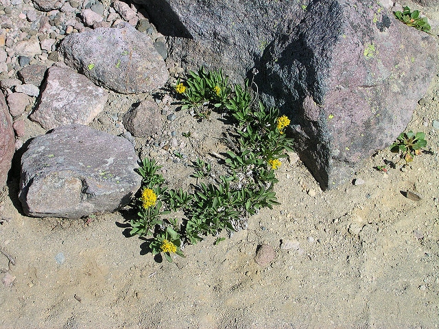Solidago multiradiata