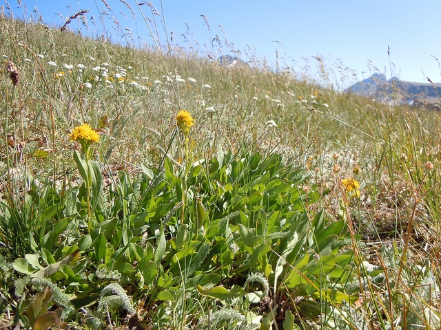 Solidago multiradiata