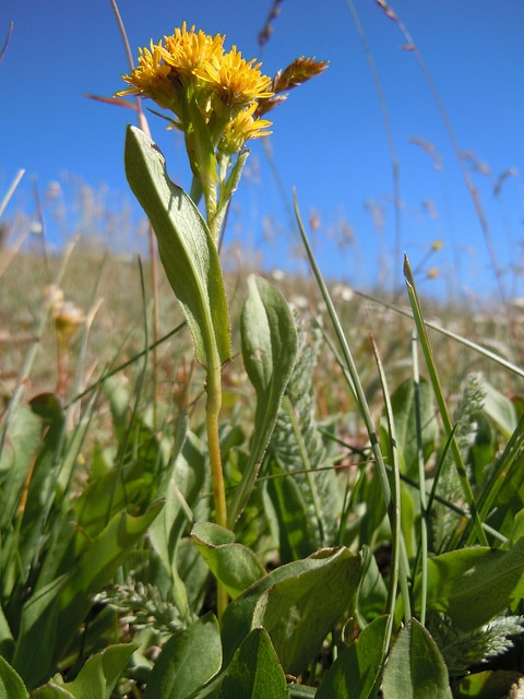Solidago multiradiata