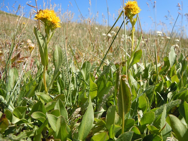 Solidago multiradiata