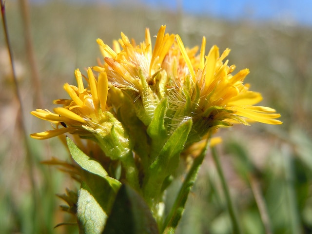 Solidago multiradiata