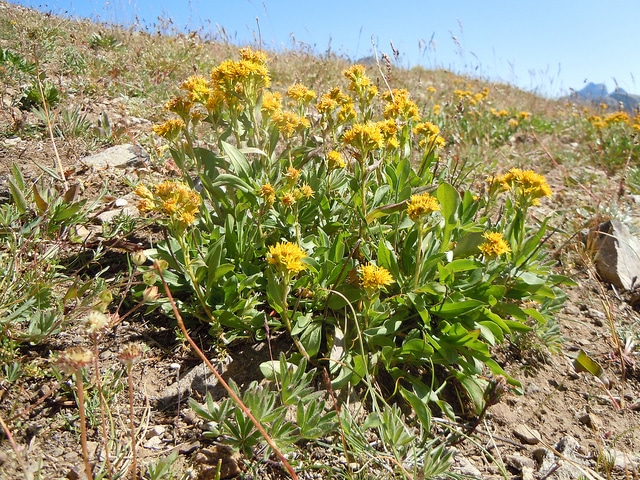 Solidago multiradiata (Solidago multiradiata)